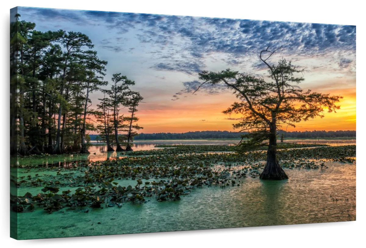 Millwood Pines Alvord Reelfoot Lake Sunset | Wayfair