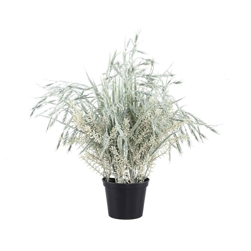Tarwe 50cm Plant