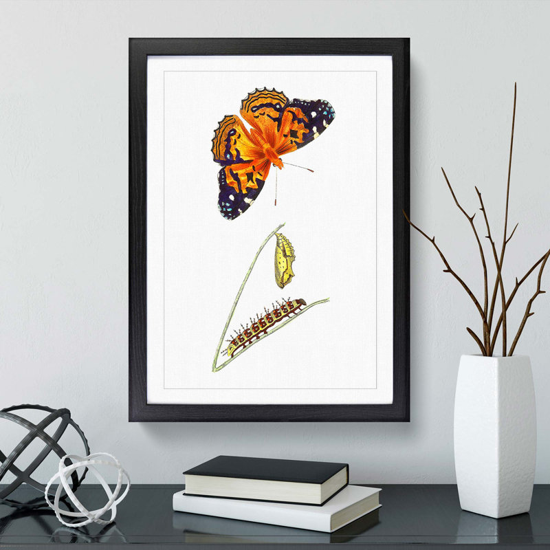 Caterpillar & Painted Lady Butterfly by George Shaw - Framed Print, 36cm H x 27cm W x 2cm D, Black Framed