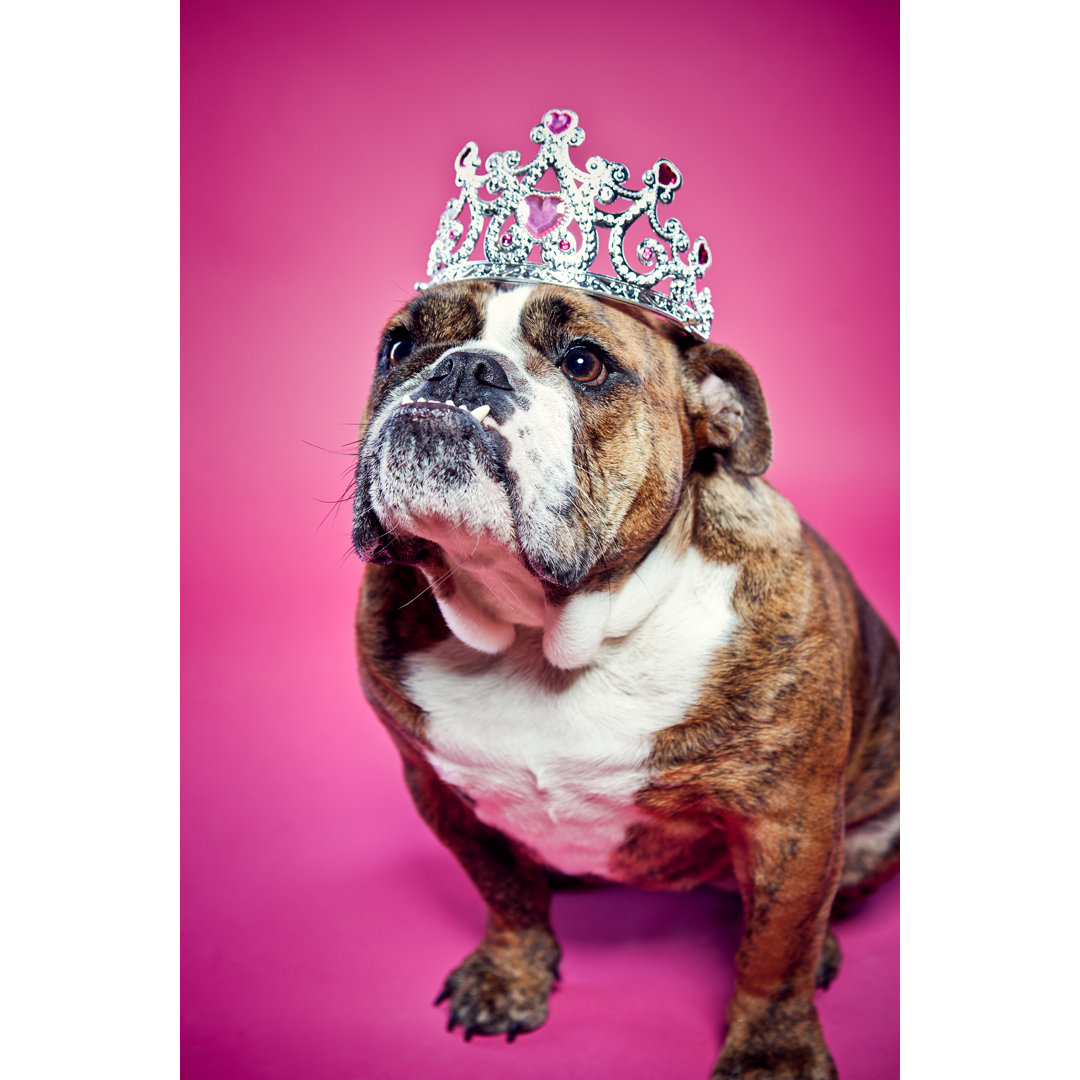 Britische Bulldogge Pink Princess von RyanJLane - Leinwandbild