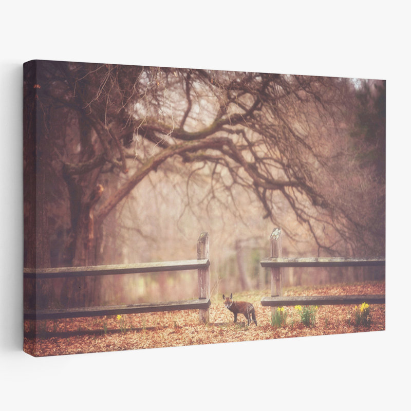 Sly Guy - Photographie de paysage, animaux, faune, H 16 po x l 24 po