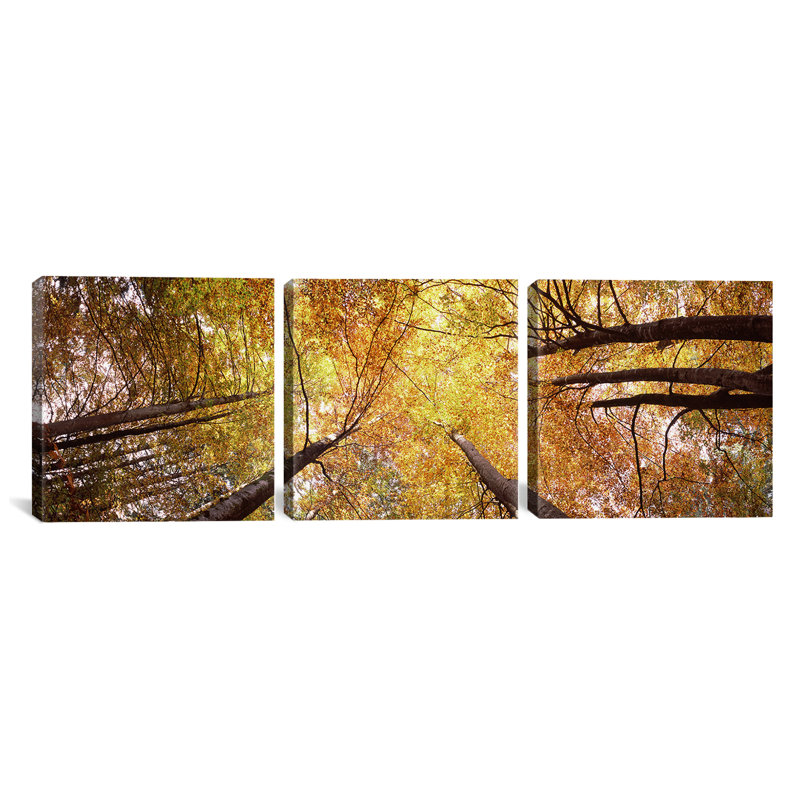 Vue basse de l’arbre en bavière, ensemble de 3 reproductions de photos sur toiles tendues, H 16 po x l 48 po x P 1,5 po