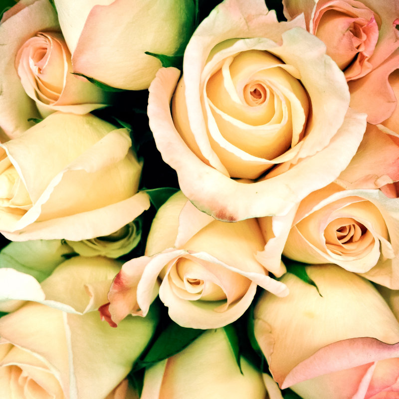 Full Frame Rose Bouquet by Travelif - Wrapped Canvas Print, 122cm H x 122cm W