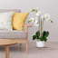 Keira Orchids Floral Arrangement in Pot