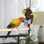 Banc de jeu Heyward Parrot-972022434