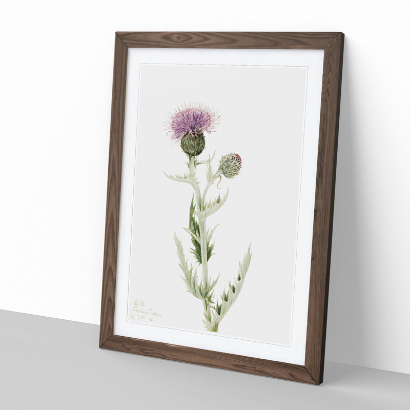 Prairie Thistle by Mary Vaux Walcott - Framed Print, 36cm H x 27cm W x 2cm D, Walnut Framed