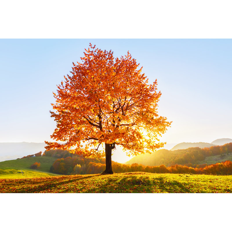 Beautiful Autumn Scenery by Vik898 - Wrapped Canvas Print, 51cm H x 76cm W