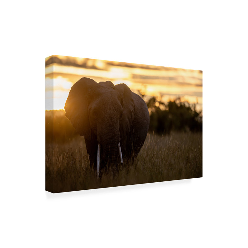 Art sur toile «Bologern Bologern», éléphant, H 22 po x l 32 po