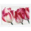 « floriade v », impression sur toile-29483189-73582088-73582094