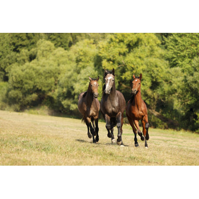 Three Horses par Scigelova - photographie sur toile tendue