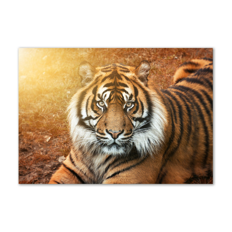 Bengal Tiger - Wrapped Canvas Print