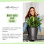 Classico Pot Planter-16493121-16493124