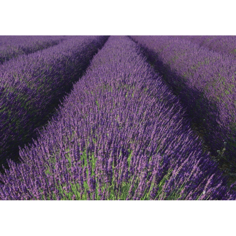 Barnsbury 2.6m x 3.72m Matte Wallpaper Roll