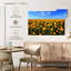Alvord Marigold Field-111831094