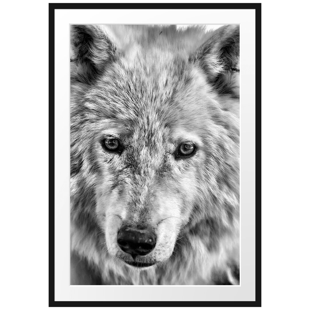 Gerahmtes Poster Wunderschöner Polarwolf