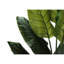 Mcdaniel Strelitzia plante