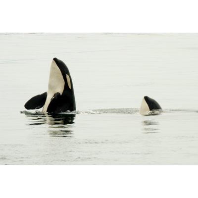 " Two Orca's Spyhopping "