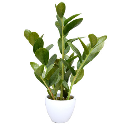 Plante grasse artificielle 22,5 po en pot