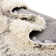 Red Barrel Studio® Ruby Trellis Shag Rug Ivory