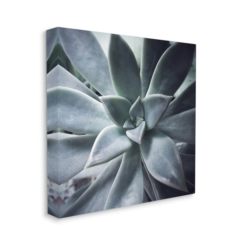 «Au-660-Canvas Succulent Plant On Canvas» par Jessica Manelis, photographie, H 17 po x l 17 po x P 1,5 po