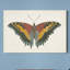 « Beautiful Butterfly IV », reproduction d’art sur toile tendue-18139670
