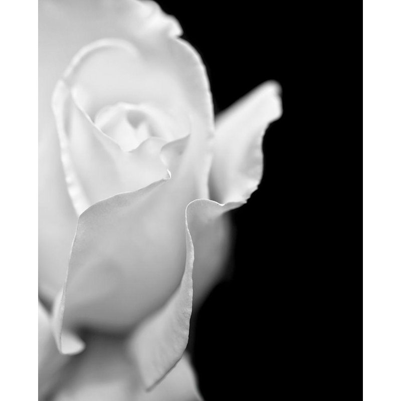 Jennie Marie Black and White Rose Canvas Print with White Frame