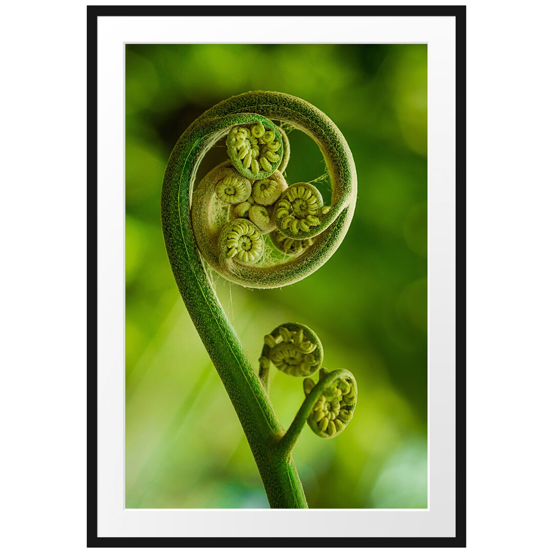 Gerahmtes Poster Blatt von einer Farne im Wald