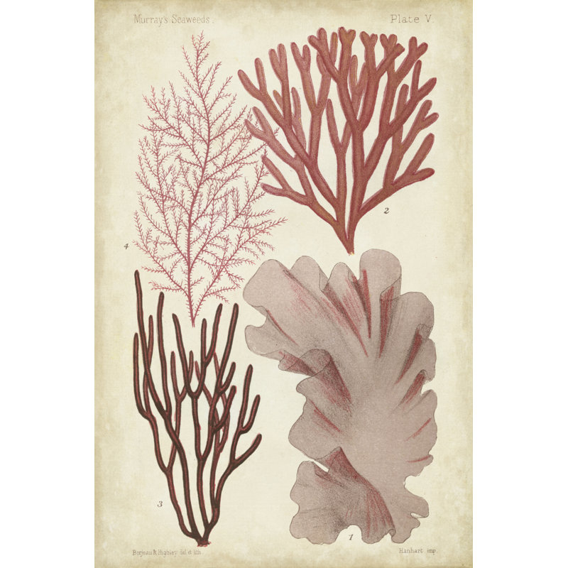 Seaweed Specimen In Coral III by Vision Studio - Wrapped Canvas Print, 46cm H x 30cm W