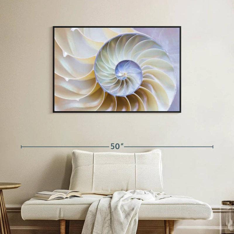 Empty Nautilus Shell, Floating Frame Black, 40" X 27"