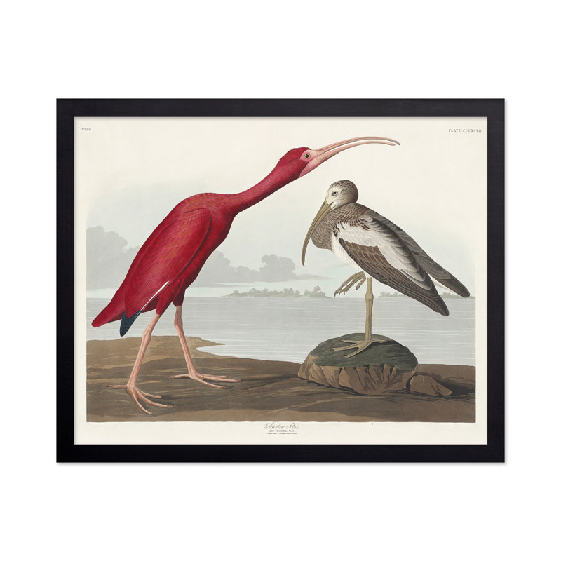 John James Audubon - Écarlate, Black Framed, Poster, 11"H x 14"W
