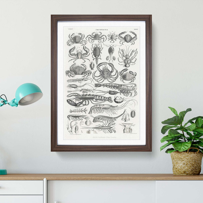 Study of Crustaceans by Oliver Goldsmith - Picture Frame Drawing Print, 65cm H x 48cm W x 2cm D, Walnut Framed