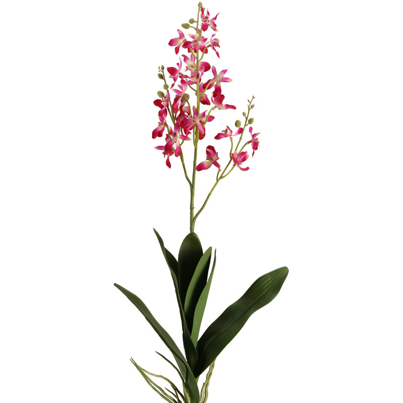Orchid Arrangement