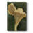 Chanterella II -Custom Wrapped Gallery Cavas
