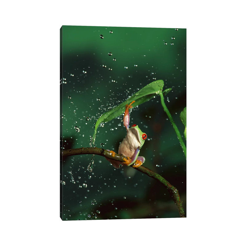 Red-Eyed Tree Frog In Rain, Native To Central And South America by Michael Durham - Wrapped Canvas Print