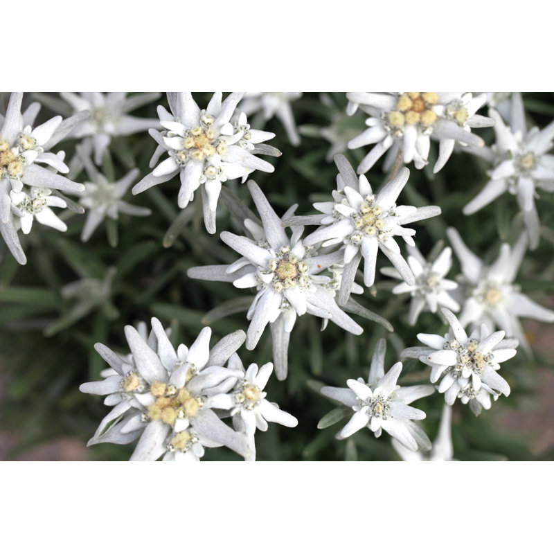 Rare Flower Edelweiss by Aloha_17 - No Frame Print on Canvas, 30cm H x 46cm W