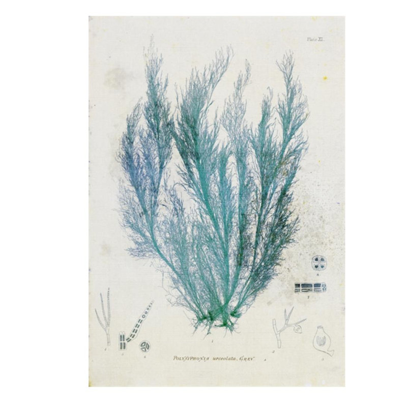 Polysiphonia par Henry Bradbury - impression, Extérieur, H 26 po x l 18 po x P 1,5 po