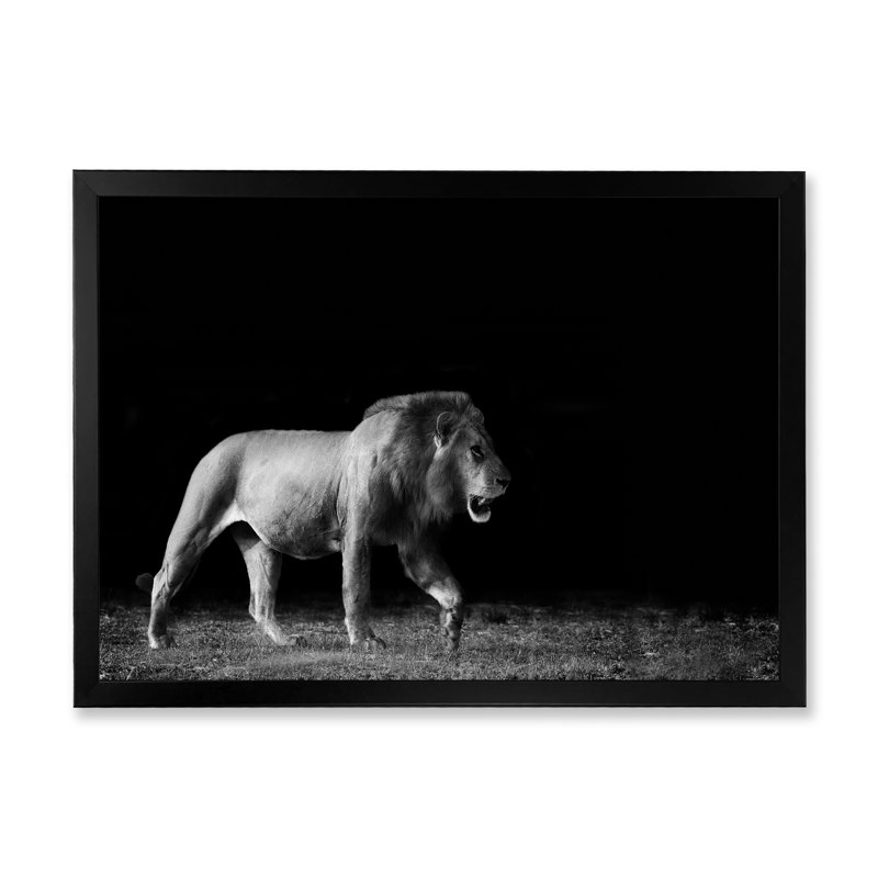 Lion africain en noir et blanc - Photographie sur toile, H 24 po x l 36 po x P 1 po, Cadre photo noir