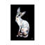 « larry, black background », impression sur toile-31841043-73219717-73219718