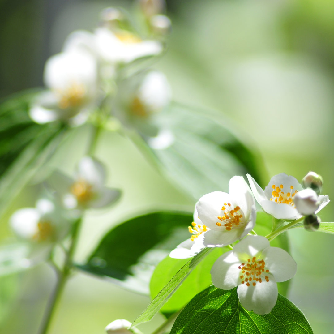 Philadelphus Virginal Blossom von Alexnika - Wrapped Canvas Photograph