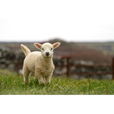 Young Lamb on the Farm 1 Piece Wrapped Canvas Wall Art