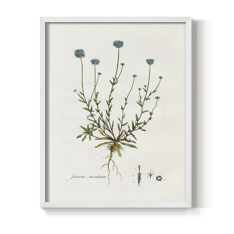 «Bellflower Study», reproduction encadrée - bois massif, Cadre blanc, H 28 po x l 22 po