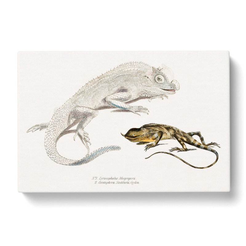 Lizard Illustrations by John Edward Gray - Wrapped Canvas, 40cm H x 60cm W x 3cm D