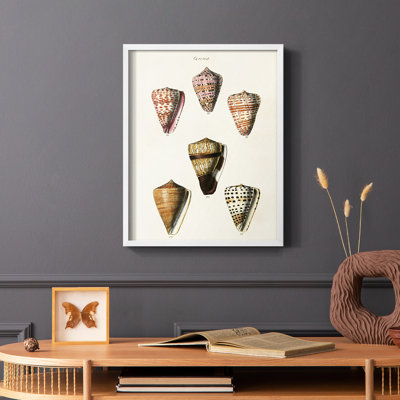 Impression encadrée Cone Shell Collection IV - bois massif