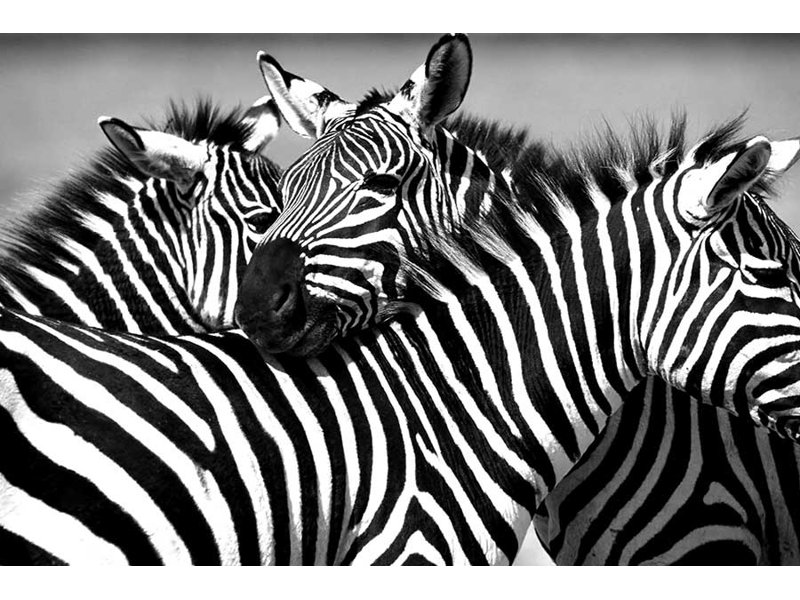 Wrapped Canvas Print, 40cm H x 60cm W