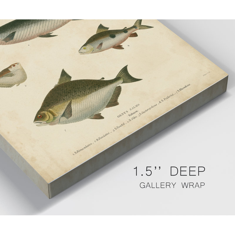 Reproduction d’art sur toile tendue « ichthyology IV », H 48 po x l 32 po x P 1 po
