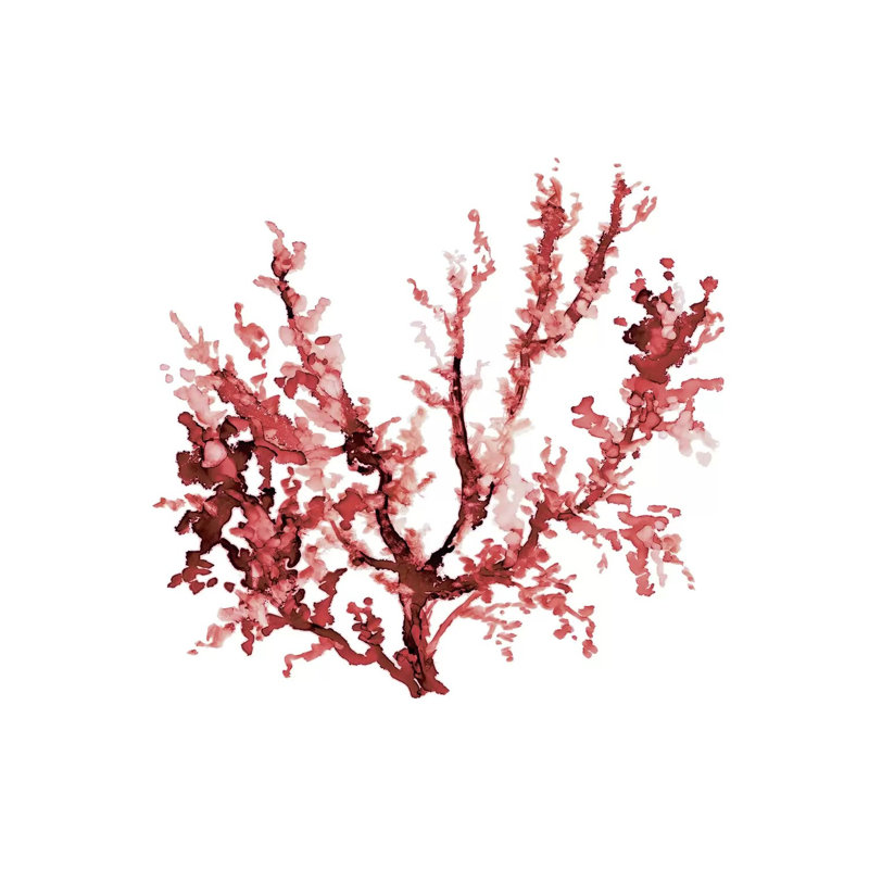 Sea Coral III by Carol Robinson - Painting on Canvas, Wrapped Canvas, 45.72 cm H x 45.72 cm W x 1.91 cm D