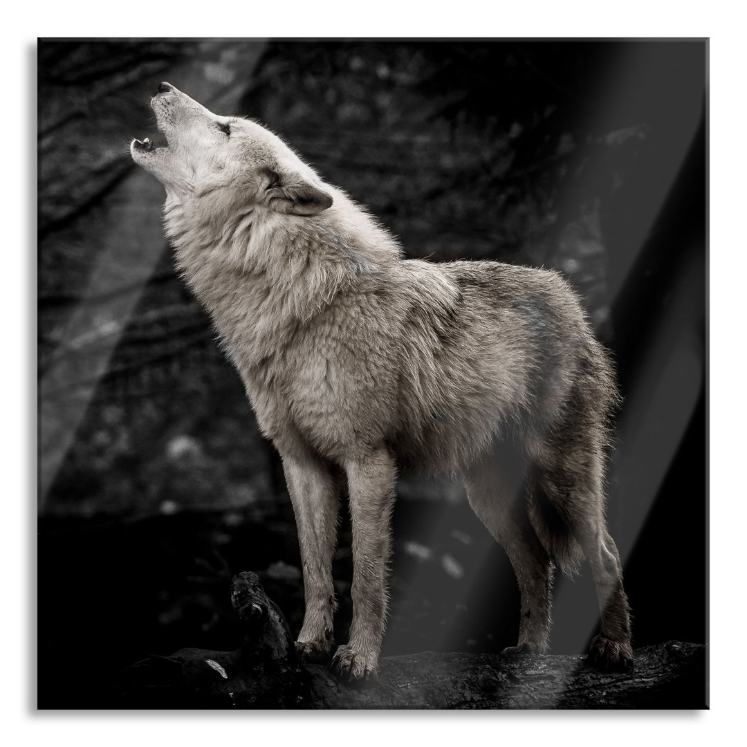 Glasbild Heulender Wolf im Wald