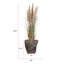Plante de 69,5 po