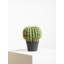 30cm Faux Cactus Plant in Pot