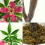 152cm Plant